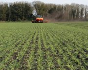 Cover crops