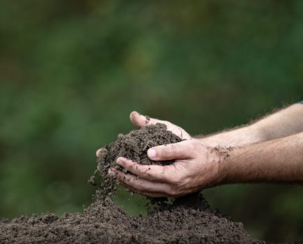 Rhizosphere microbiome