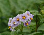 Potato heat and drought stress management