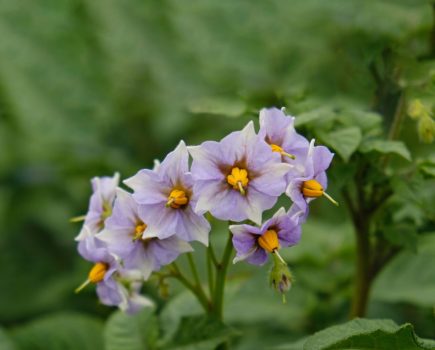 Potato heat and drought stress management