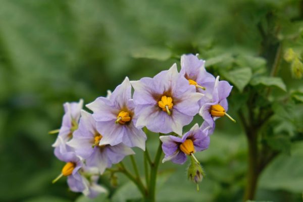 Potato heat and drought stress management
