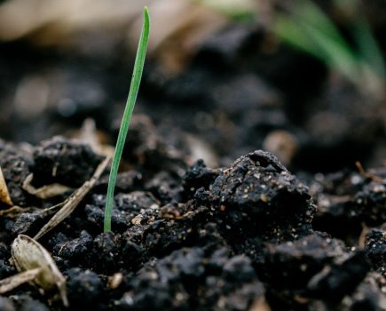 Ethofumesate for grassweed control