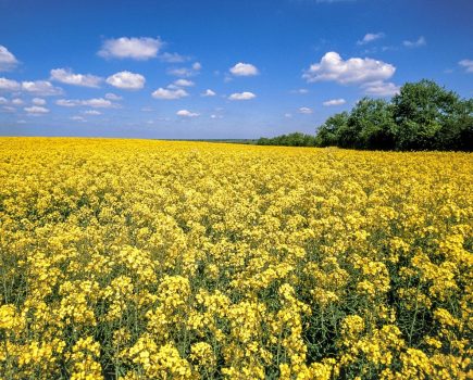 Oilseed rape establishment