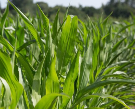 Soil phosphate availability