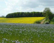 UK break crop selection