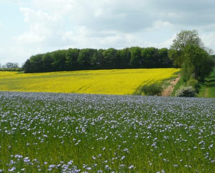UK break crop selection