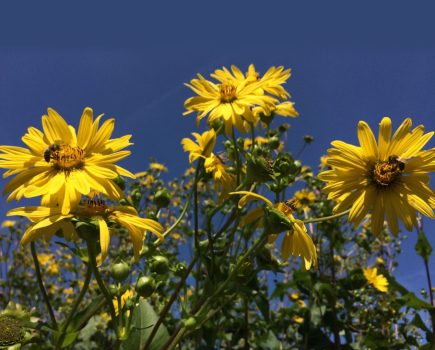cup plant