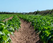 Shallow potato cultivation
