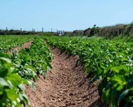 Shallow potato cultivation