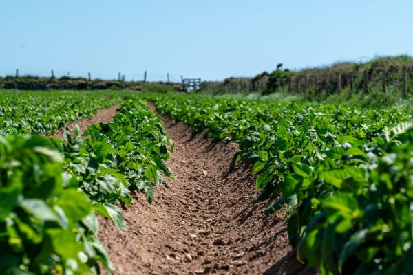 Shallow potato cultivation
