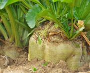 sugar beet establishment