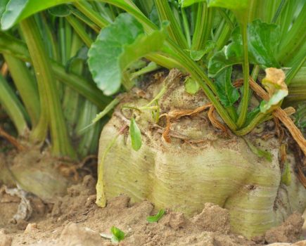 sugar beet establishment