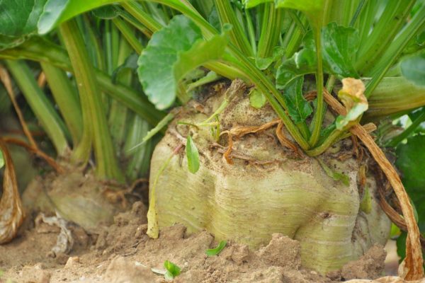 sugar beet establishment