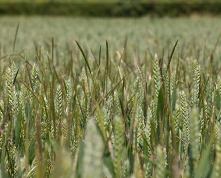 herbicide strategies