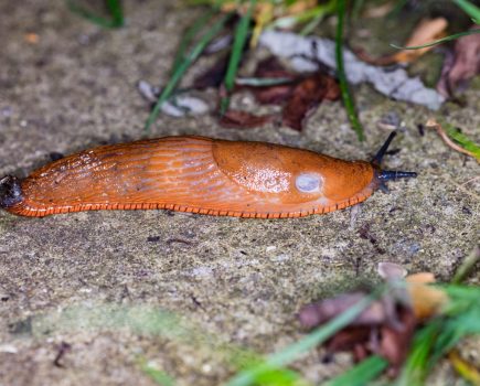 Slug control