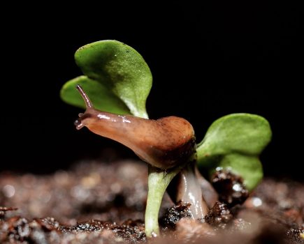 Sustainable slug control