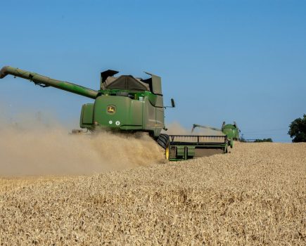 Winter wheat varieties