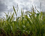 Maize variety selection