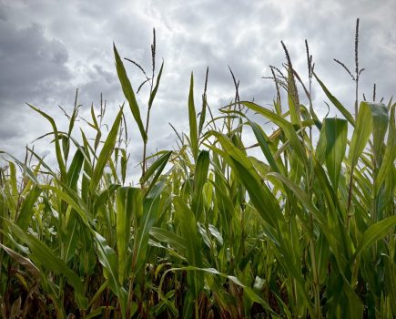 Maize variety selection