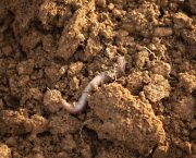 Soil health and reduced tillage