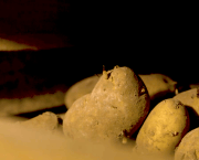 Potato harvest quality