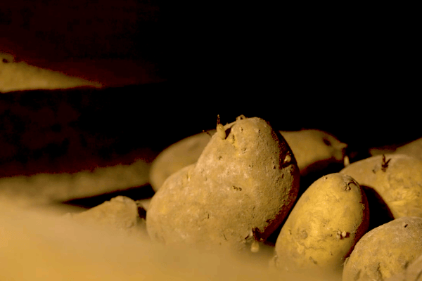 Potato harvest quality