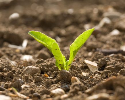 Sugar beet syndrome